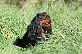 CAVALIER KING CHARLES 681